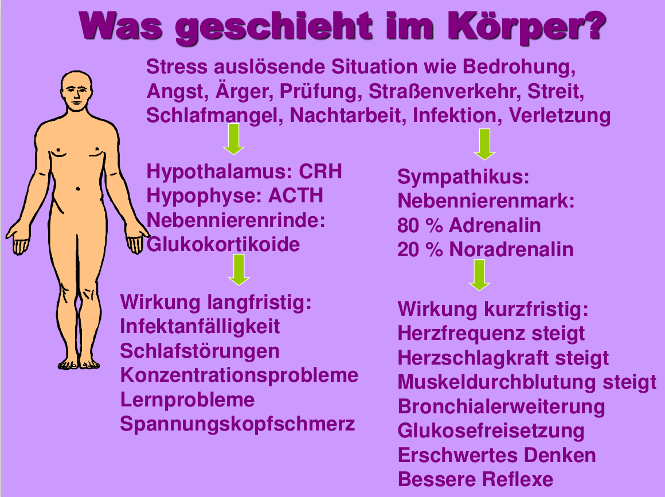 Was geschieht bei Stress in unserem Körper